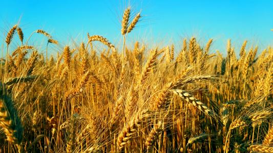Україна，пшениця，поле，небо，Чернівці