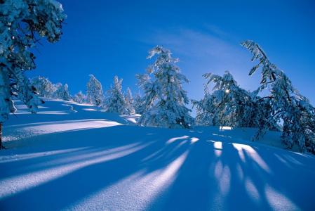 雪，松树，森林，冷杉，坡，雪堆，冬季，山，阴影