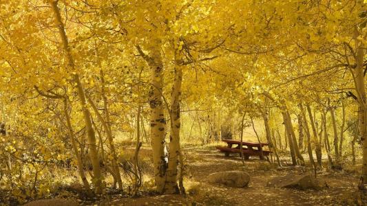 桦树林，秋天，野餐桌，黄色的森林，秋天的美丽