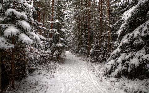 路径，冷杉，森林，针叶树，雪，冬天，脚印