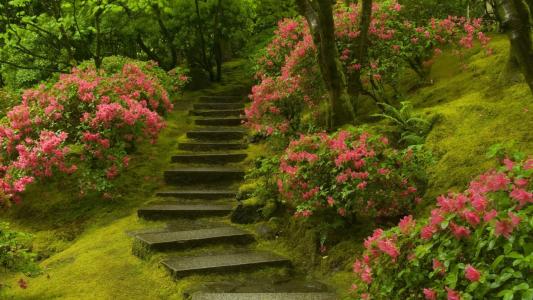 石楼梯，花灌木，绿草
