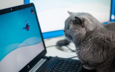 动物，猫，英国，笔记本电脑，电脑，屏幕，注意