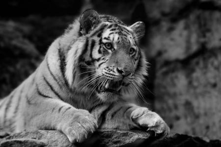 老虎，捕食者，黑色，白色背景