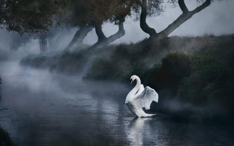 世界鸟，天鹅，河，自然，雾，美丽