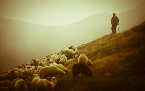 动物，山，羊，美女，牧羊人，羊，牧羊人，风景，照片，牧羊人