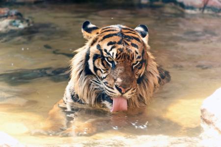 虎，苏门答腊，猫，脸，舌头，沐浴，水体