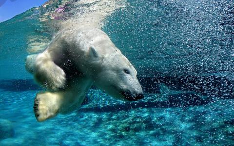跳水，自由，北极熊，游泳