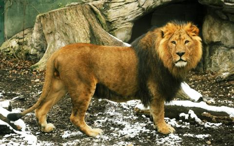 狮子，厚厚的鬃毛，米色