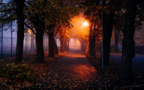 雾，早上，树木，公园，秋，叶子，路径，路灯