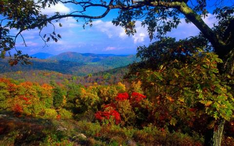 野生森林，秋天的颜色，多彩的树木