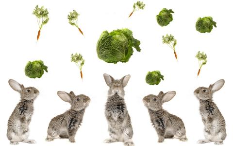 灰兔子，卷心菜，胡萝卜，抽象