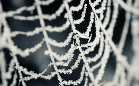 白霜，蜘蛛网，雪花，蜘蛛网