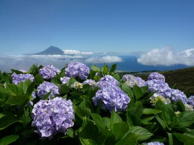 Luca Quadrio，自然，景观，亚速尔群岛，海洋，鲜花，绣球花，天空，云