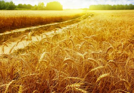 领域，小麦，金耳朵，太阳的光芒