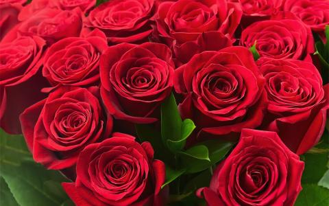 美丽，多彩，玫瑰，可爱，3月8日，玫瑰，明亮，红色，红色