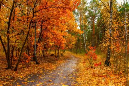 秋天，森林，树木，摄影师，迈克尔谢尔曼，秋天的树林，路，树叶，秋天的颜色