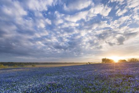景观，日落，鲜花，天空，性质，得克萨斯州