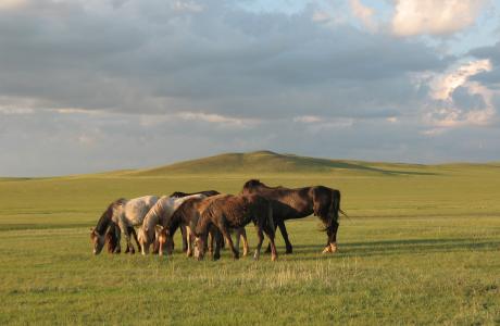 koshkarbai，牧群，牧场，马，马，哈萨克斯坦，草原，动物，放牧