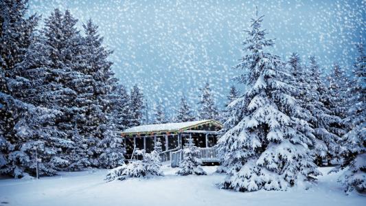 圣诞树，房子，森林，雪，新年，花环