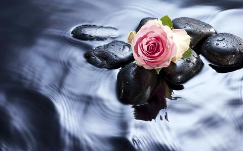 石头，水，花蕾，玫瑰
