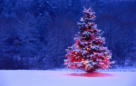 圣诞树，新的一年，性质，冬天，晚上，灯，积极，2015年