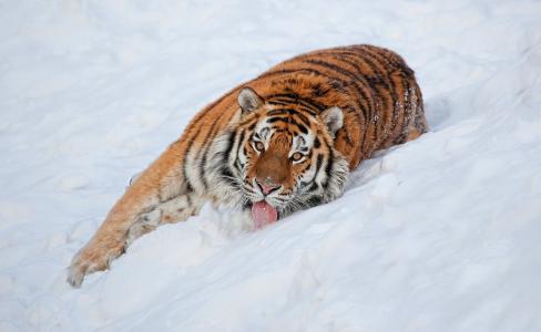 舌头，老虎，条纹，雪，看起来，谎言，看
