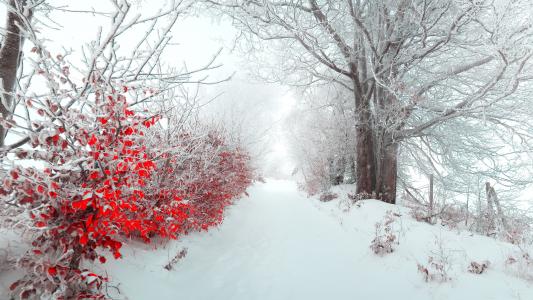 冬天，树木，雪，性质，路径