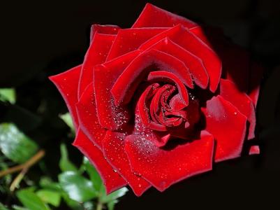 猩红色的玫瑰，天鹅绒，露珠