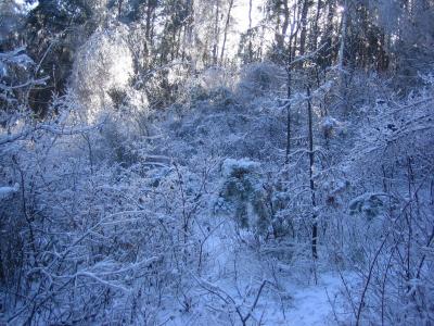 童话故事，冬季森林