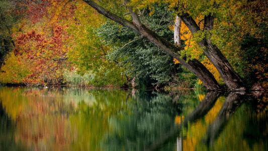 秋天，性质，秋天的树叶，秋天的颜色，金色的秋天，河，树，反射