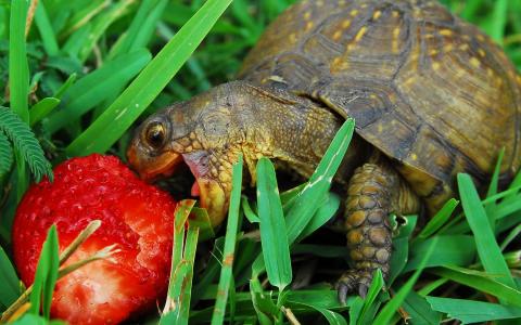 草莓，早餐，乌龟