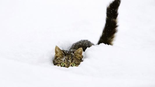 猫，眼睛，耳朵，尾巴，雪，冬天，美丽，酷，乐趣