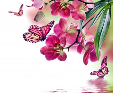 春天，积极，photoshop，主题，水，兰花，花朵，蝴蝶