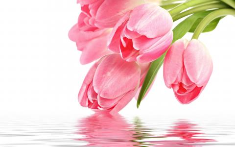 花，粉红色，为你，用爱，反射，粉红色的郁金香，粉红色，鲜花，郁金香