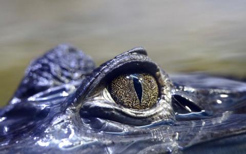 鳄鱼，性质，眼睛
