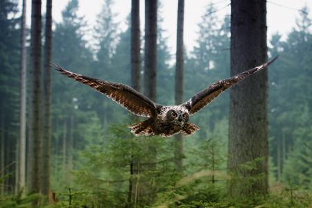 鸟，森林，飞行，猫头鹰