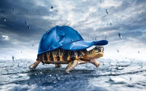 乌龟，戴着帽子，下雨