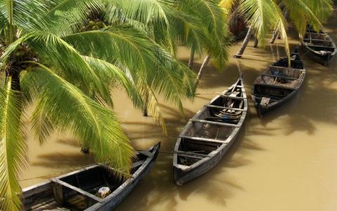 水，热带，棕榈树，船