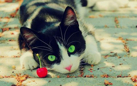 猫，樱桃