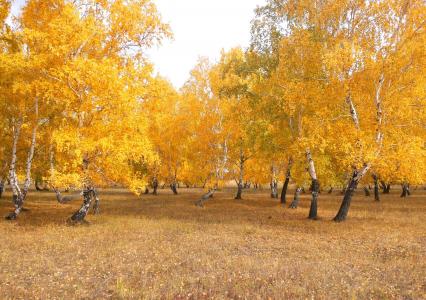 桦木，秋季，桦木，叶子，树木，森林，十月，金色的森林，黄色，性质