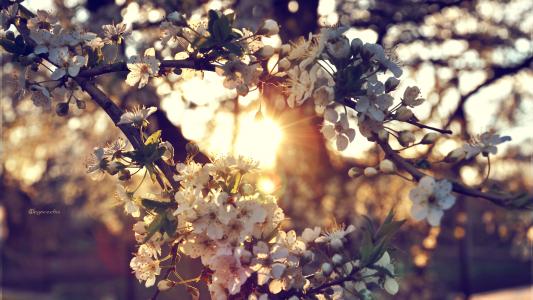 树枝，日落，太阳，鲜花，樱桃，树