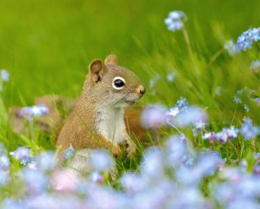 动物，动物，松鼠，自然，夏天，草，花，勿忘我