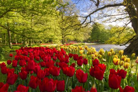 照片，公园，荷兰，春天，鲜花，郁金香，游客