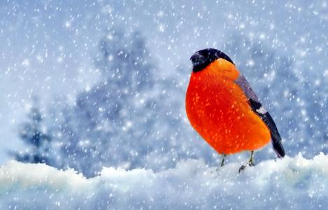 鸟，羽毛，红腹灰雀，雪，冬天
