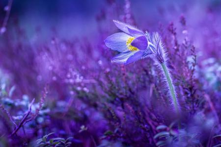 花，宏观照片主题，紫罗兰色
