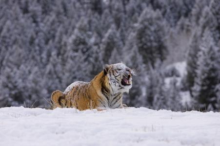 老虎，雪，森林，冬天，捕食者，美女