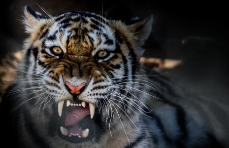 老虎，嘴，掠食者，野兽