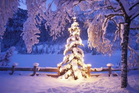 灯，圣诞树，冬天，雪