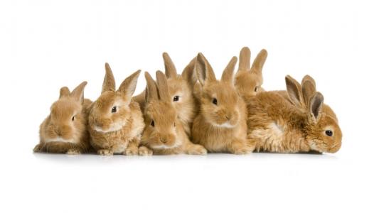 兔子，米色，坐在一堆
