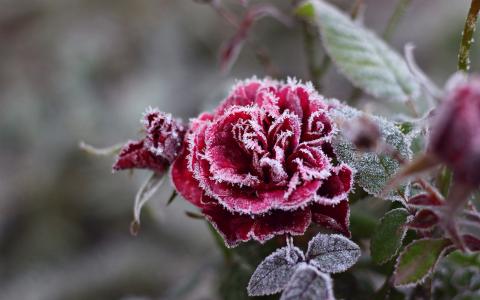 白霜，红色，花，玫瑰，霜，冷，晶体